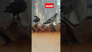 my pigeons #ytshorts #youtubeshorts #pigeon #kabutar #a2motivation #kabootar #techAishwarya