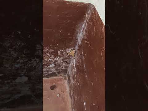 Frog climbing the wall
