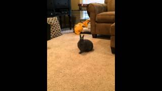 Bunny Super Binky!