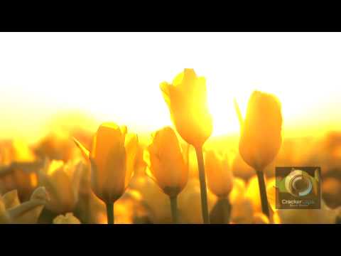 Sunset on a Tulip Field - stock video