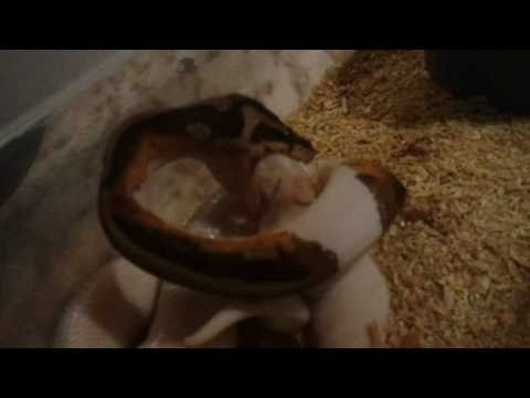 Piebald Ball Python feeding pt. 2 - Doug