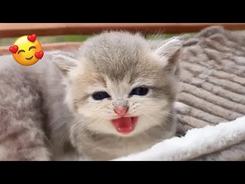 The gentle meows of these kittens will soothe your heart 💖