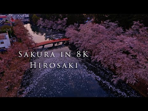 Sakura in 8K- Hirosaki〜弘前公園の桜〜