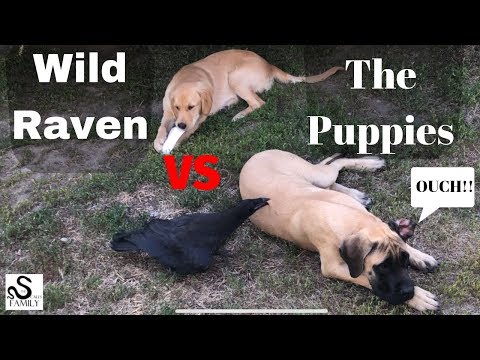 Wild Raven Plays with Puppies!