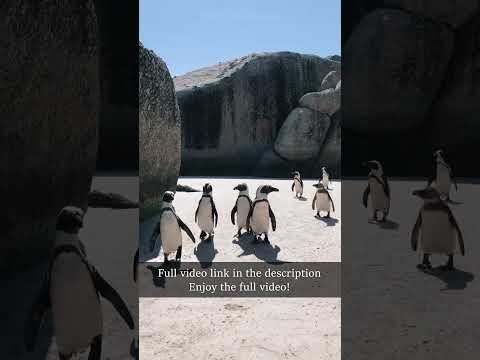 Penguin parade #shorts