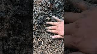 I found gold1$#Gold#youtubeshort#Goldfound#shortvideo