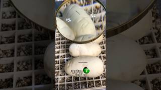 Incubating Ball Python Eggs! #molinarosnakelab #snakebreeding #royalpython #ballpython #eggs #shorts
