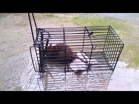 Trapped rat
