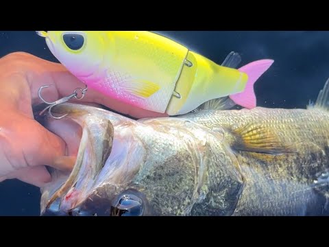 We Found The BEST Fishing Lake In Florida