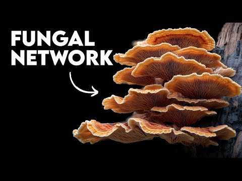 The Fungal Network That Invented Forests