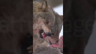Angry wolf showing teeth  scary sound aggressive wolf video