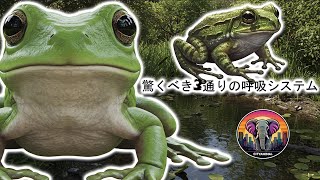 カエルはどのように呼吸するのか？ | 動物ドキュメンタリー
