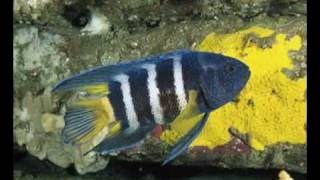 Paul Hardcastle - Peace On Earth