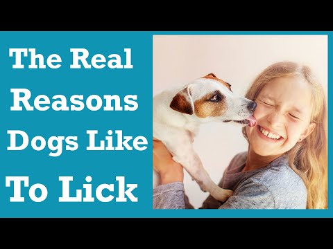 The Language of Licks