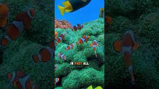 Some Fish Can Change Their Gender  #curiousmind #facts #fascinatinginformation #mindblown