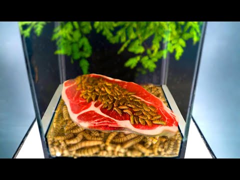 THAT'S WHY IT'S BETTER NOT TO GIVE MEAT TO THESE LARVAE!