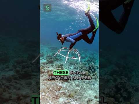 Coral Reef Recovers in Just 4 Years