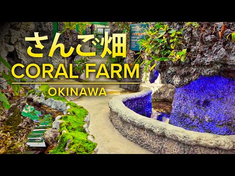 さんご畑 珊瑚礁 読谷 沖縄 Beautiful Coral Reef Farm "Sango Batake" in Okinawa, Japan - Sony a7 III