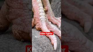 it's a world dangerous fighter it's already 7 killed, bestfighter, say mashallah#trending#fyp#pets
