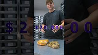 I’m A Ball Python Breeder