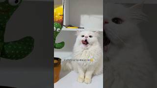 Gentle Grumpy Cat😍 #grumpycat #cutecat #funnycat