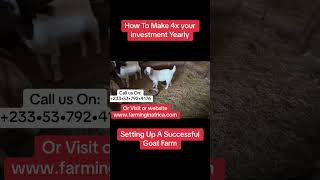 This Is Why You should Start A Goat Farm Now!!! #semanhyiafarms #animalfarming