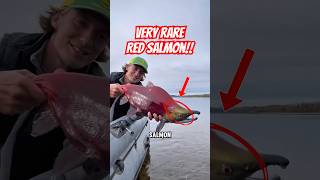 Wild Red Salmon, Nature’s Brightest Catch! 🐟🔥