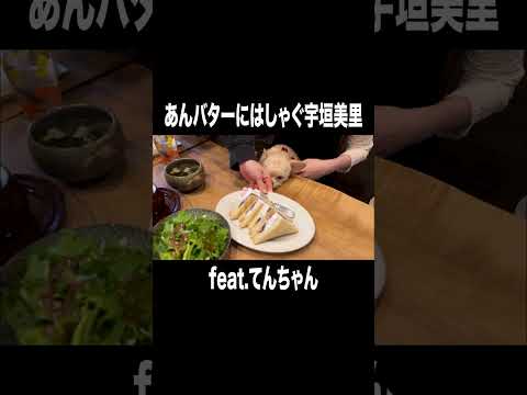 あんバターにはしゃぐ宇垣美里【宇垣美里YouTube】#宇垣美里 #アナウンサー #犬