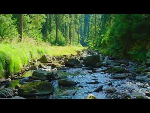 Musique Douce: Le Bruit D'une Rivière Qui Fait Fondre Votre Cerveau, Chant Des Oiseaux Relaxant