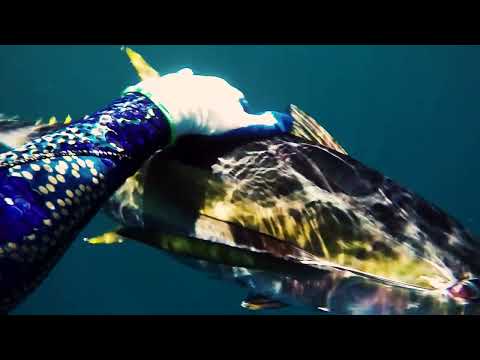 Ahi Speared in Eye #shorts