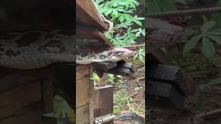 python in the chicken coop