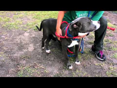 Santiago needs a loving home