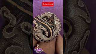 Hanging with Venus #snaketalk #ballpython #royalpython #snake #animals