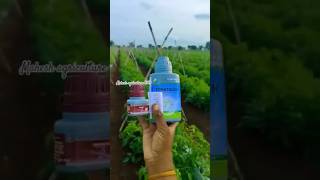 Pl ❤️ #piindustries #piindia #agriculture #urbanfarming #madanapalli #brofreya #keefun #tomato