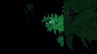Roots Visualizer