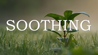 Peaceful Piano Music with Forest and Rain Sounds – Calming Background for Work