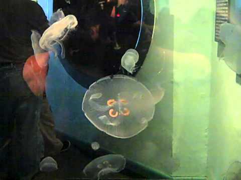Jellyfish Exibit Aquarium of the Americas