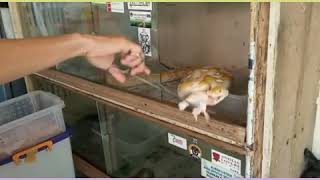 MUKBANG!!! THE BIGGEST PYTHON RETICULATUS