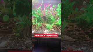 Fish Tank Aquarium Ideas