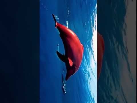 the red dolphin jump #shorts