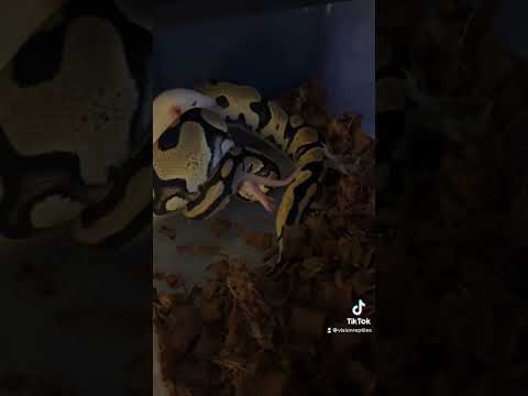 WARNING: LIVE FEEDING! A few of the new ball pythons eating!