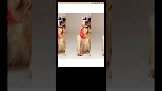 Image Filters in CSS | CSS Tutorial | Create Stunning Image Effects With CSS