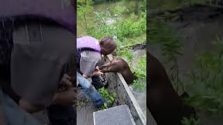 Catching Hogs