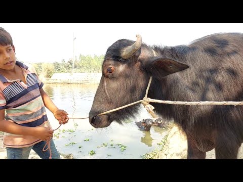 Buffalo Nation | The Majestic Beauty Of Buffalo