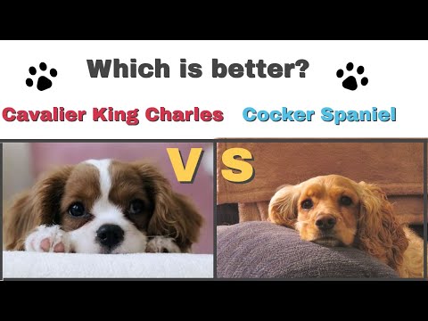 Cavalier King Charles Spaniel VS Cocker Spaniel