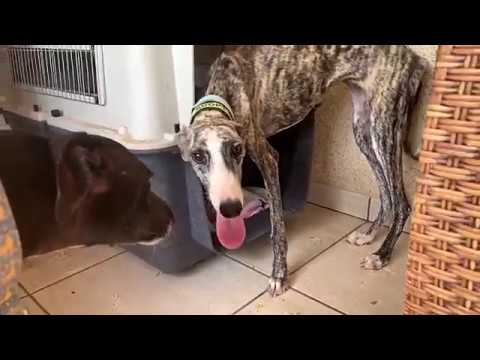 人に捨てられ、人に恐怖を抱くようになった犬。ガリガリに痩せて衰弱をしていたが…【犬】h