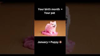 【ASMR】Your birth month = Your pet 🐶🐱🐼🐧 Which one is yours? #asmrsounds​ #oddlysatisfying