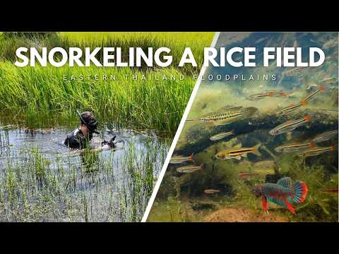 Snorkeling a Rice Field: Rare Rasboras & Wild Bettas | Exploring Eastern Thailand EP1