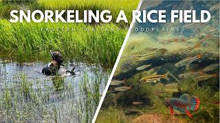 Snorkeling a Rice Field: Rare Rasboras & Wild Bettas | Exploring Eastern Thailand EP1