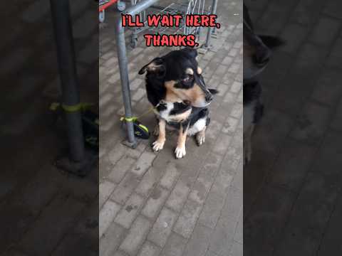 POV: That midweek exhaustion hits hard 🐾😹🐶 #relatable  #funnyanimals